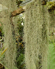 moss