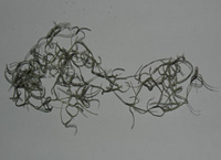 moss Image 1