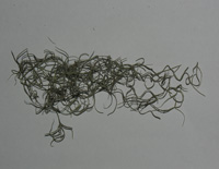 moss Image 2